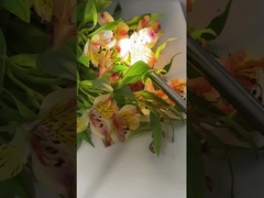 TU-D100A 4K 의료 내시경 카메라와 100W LED 라이트